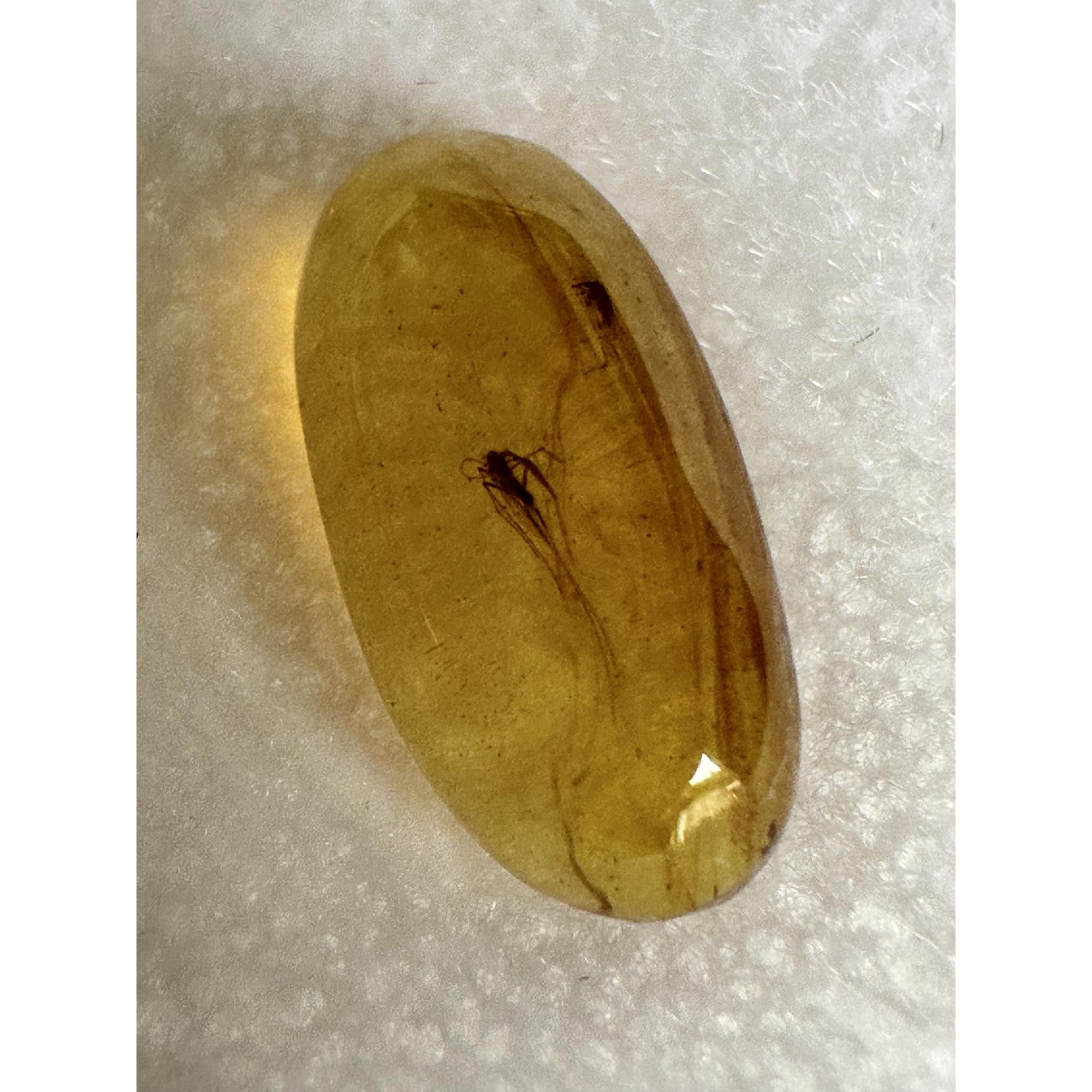 Amber with Bugs , Lithuania, 2 insects Prehistoric Online