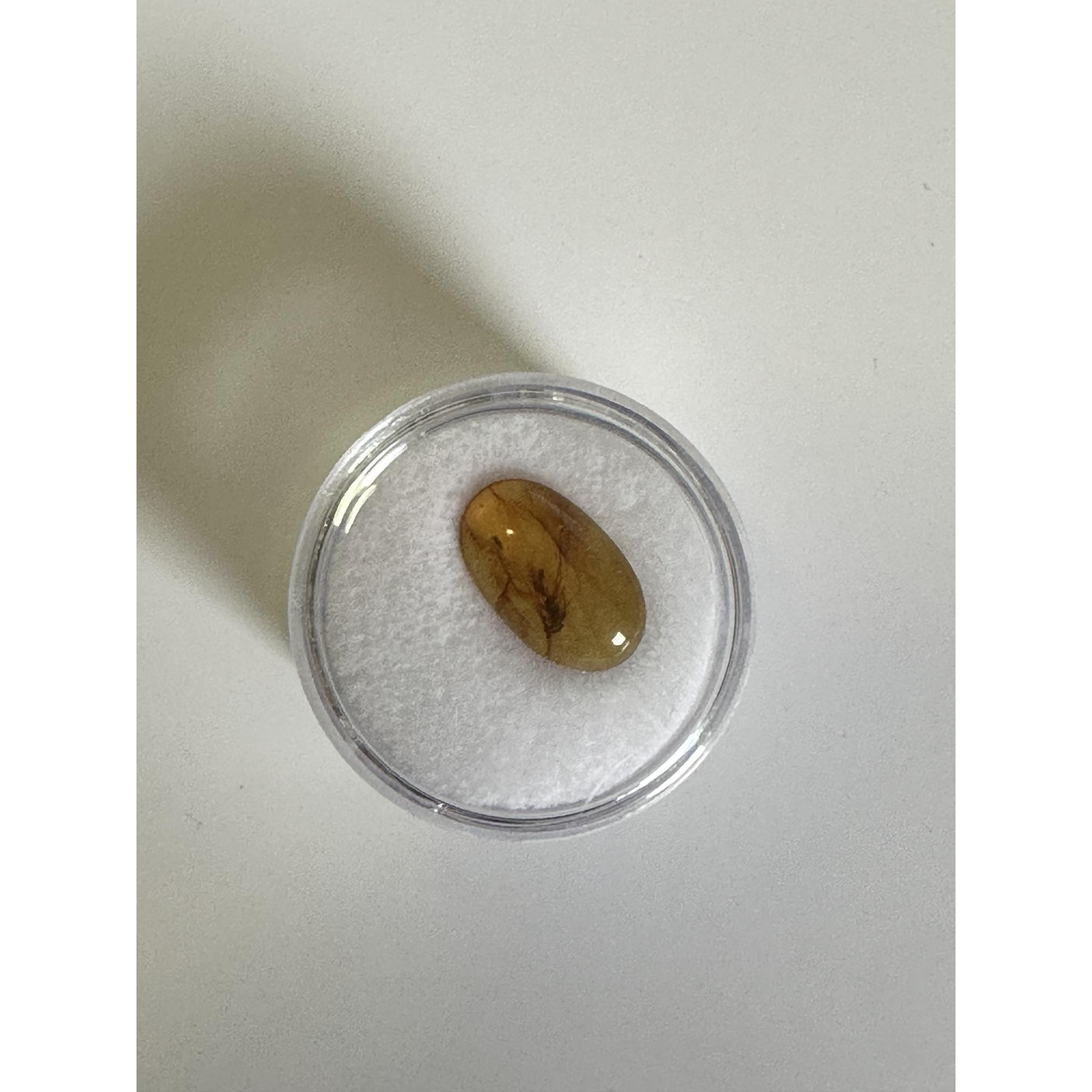 Amber with Bugs , Lithuania, 2 insects Prehistoric Online