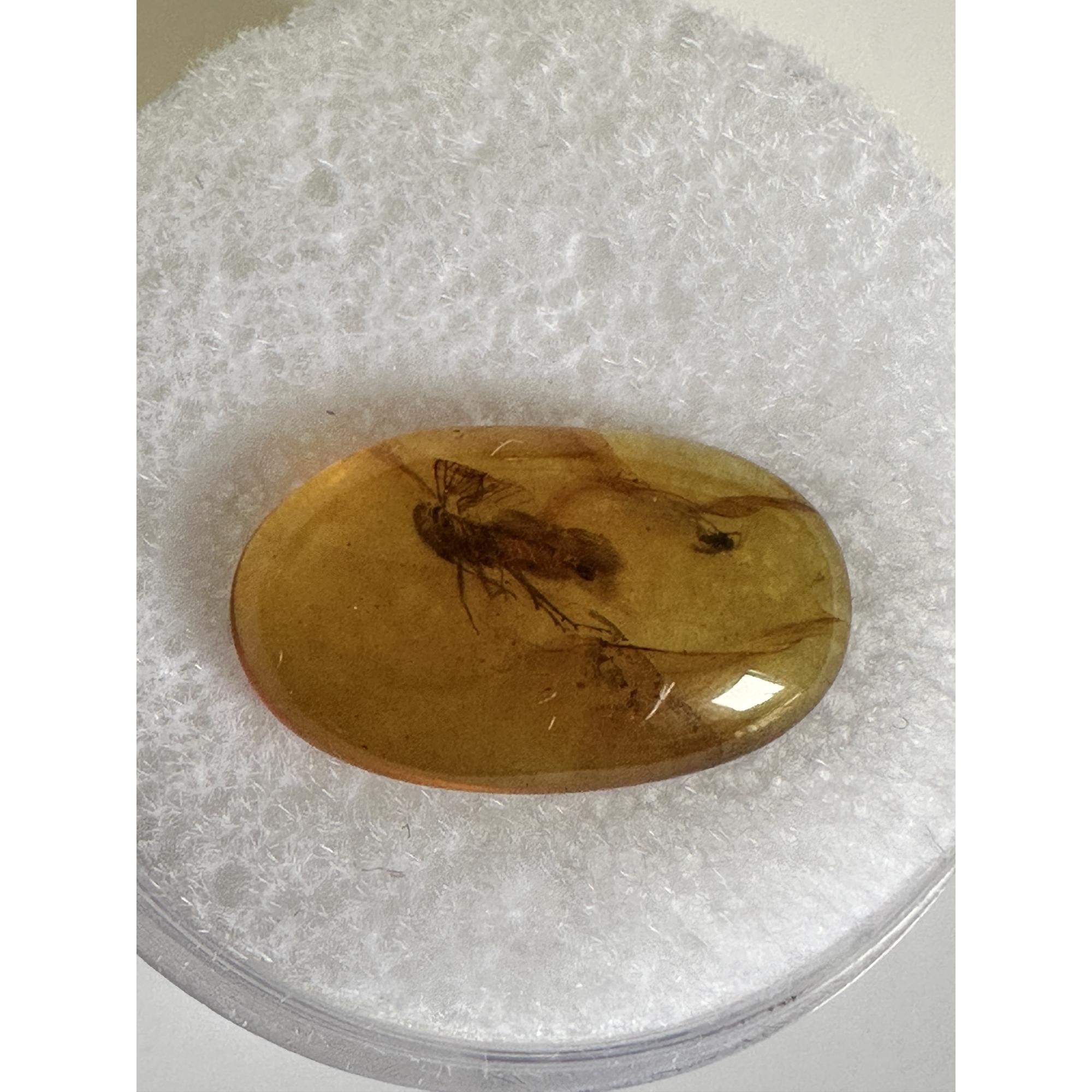 Amber with Bugs , Lithuania, 2 insects Prehistoric Online