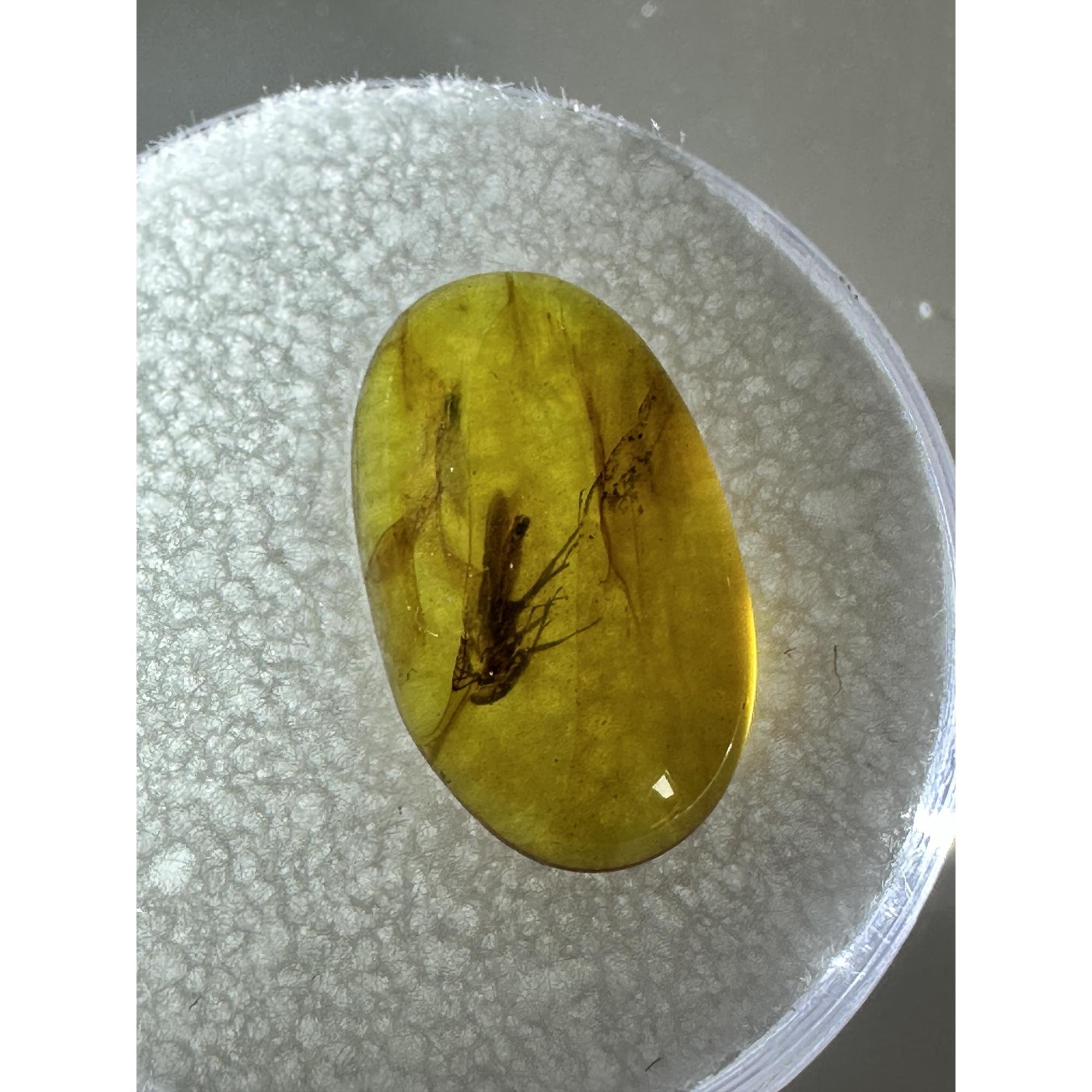 Amber with Bugs , Lithuania, 2 insects Prehistoric Online