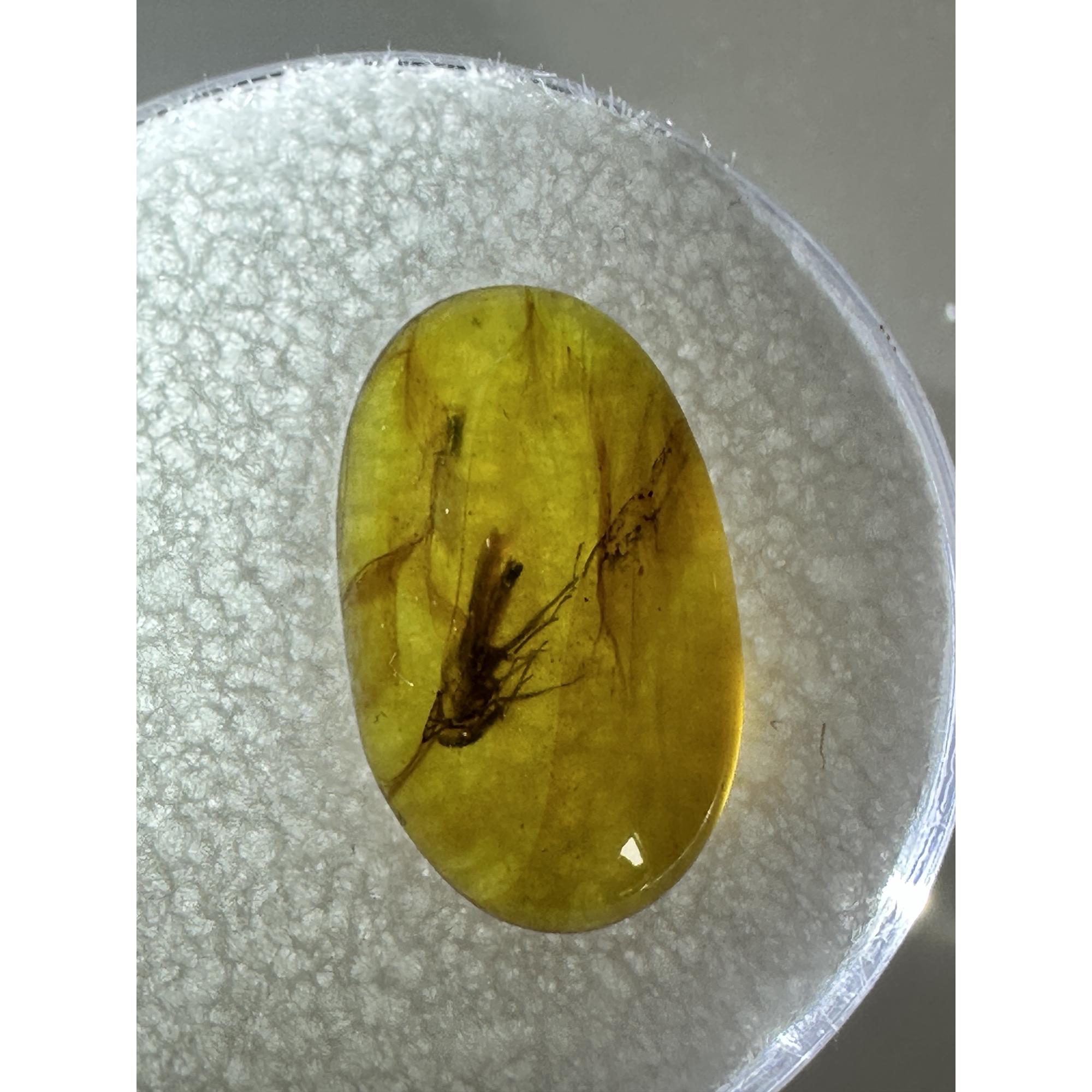 Amber with Bugs , Lithuania, 2 insects Prehistoric Online