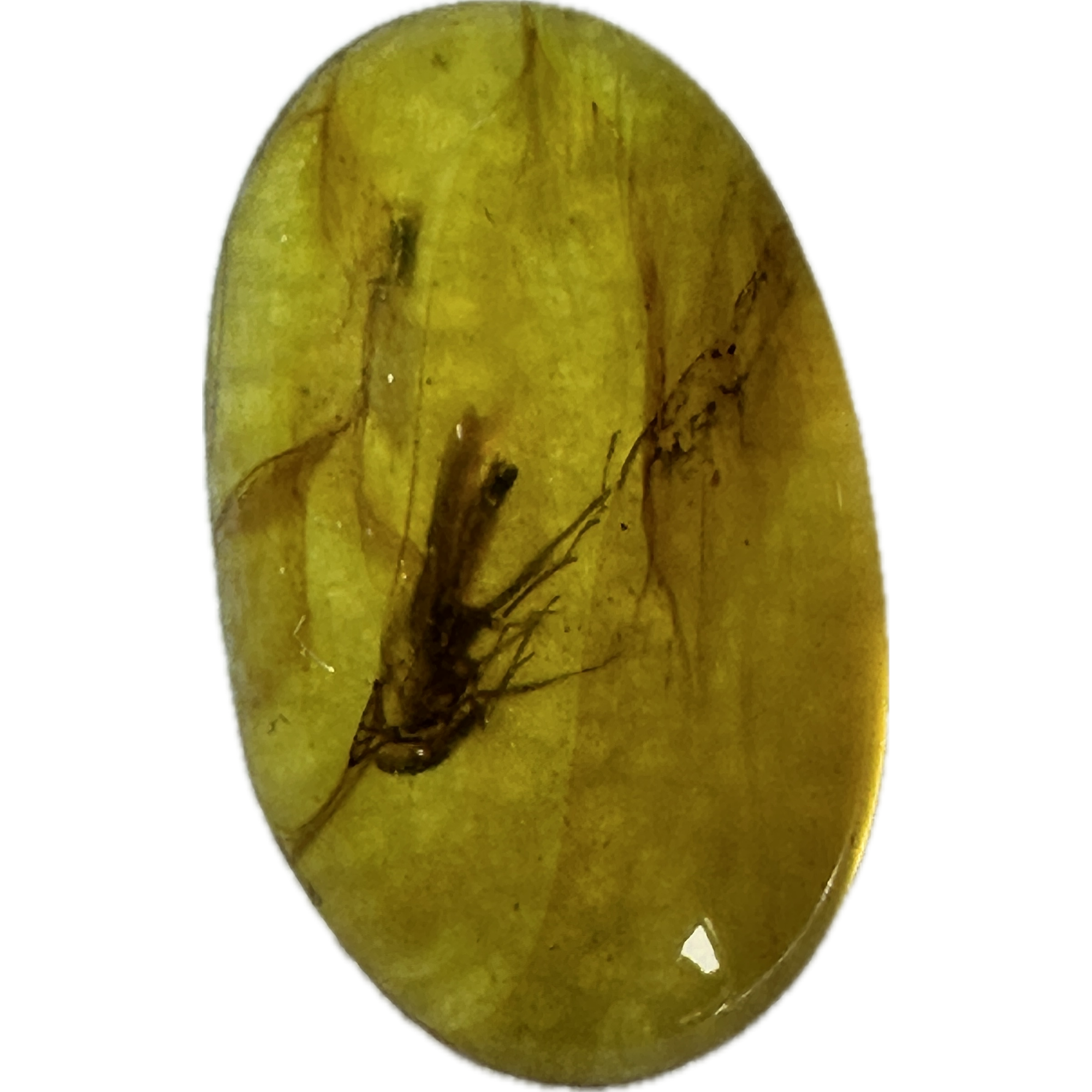 Amber with Bugs , Lithuania, 2 insects Prehistoric Online