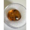 Amber with Bugs , Lithuania Prehistoric Online