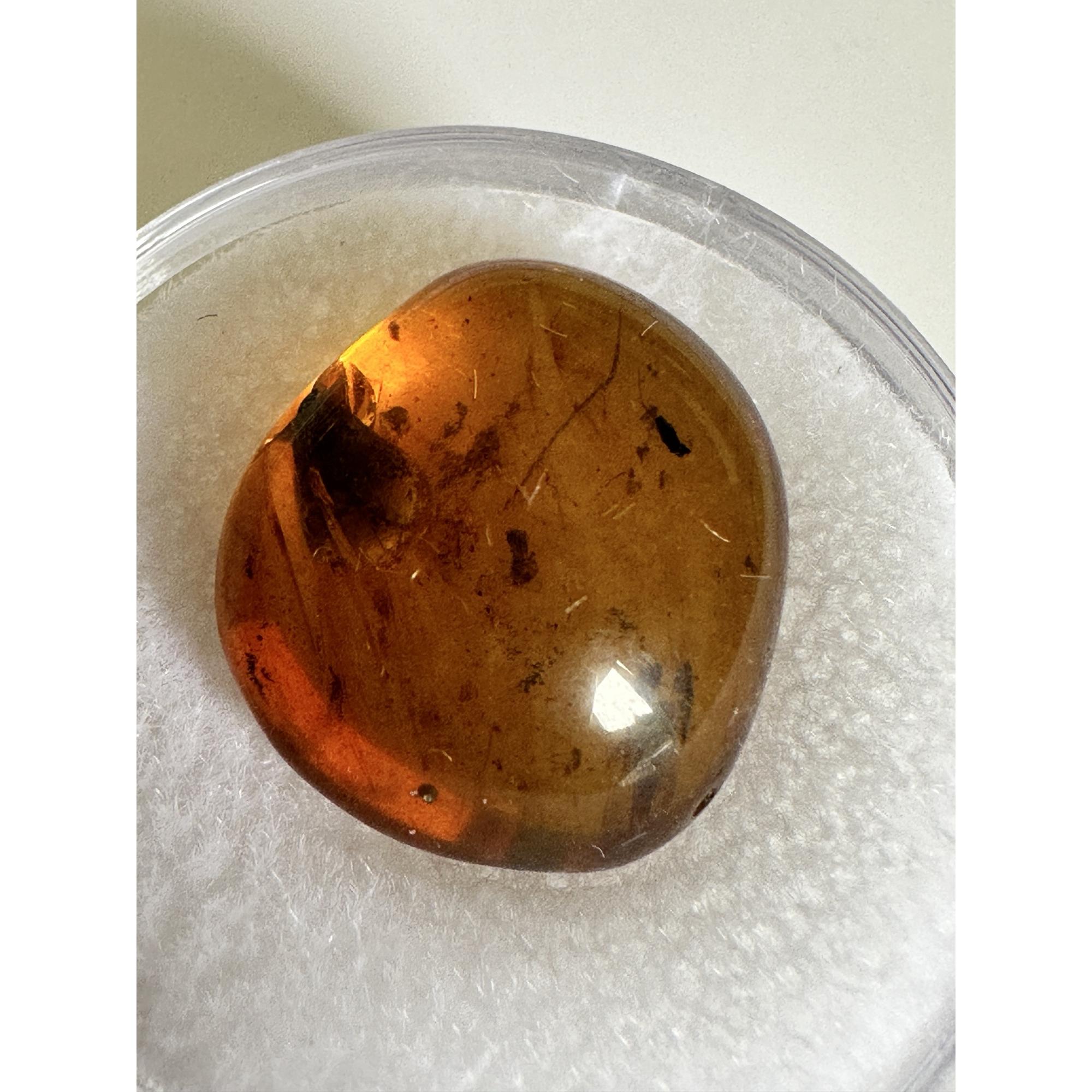 Amber with Bugs , Lithuania Prehistoric Online