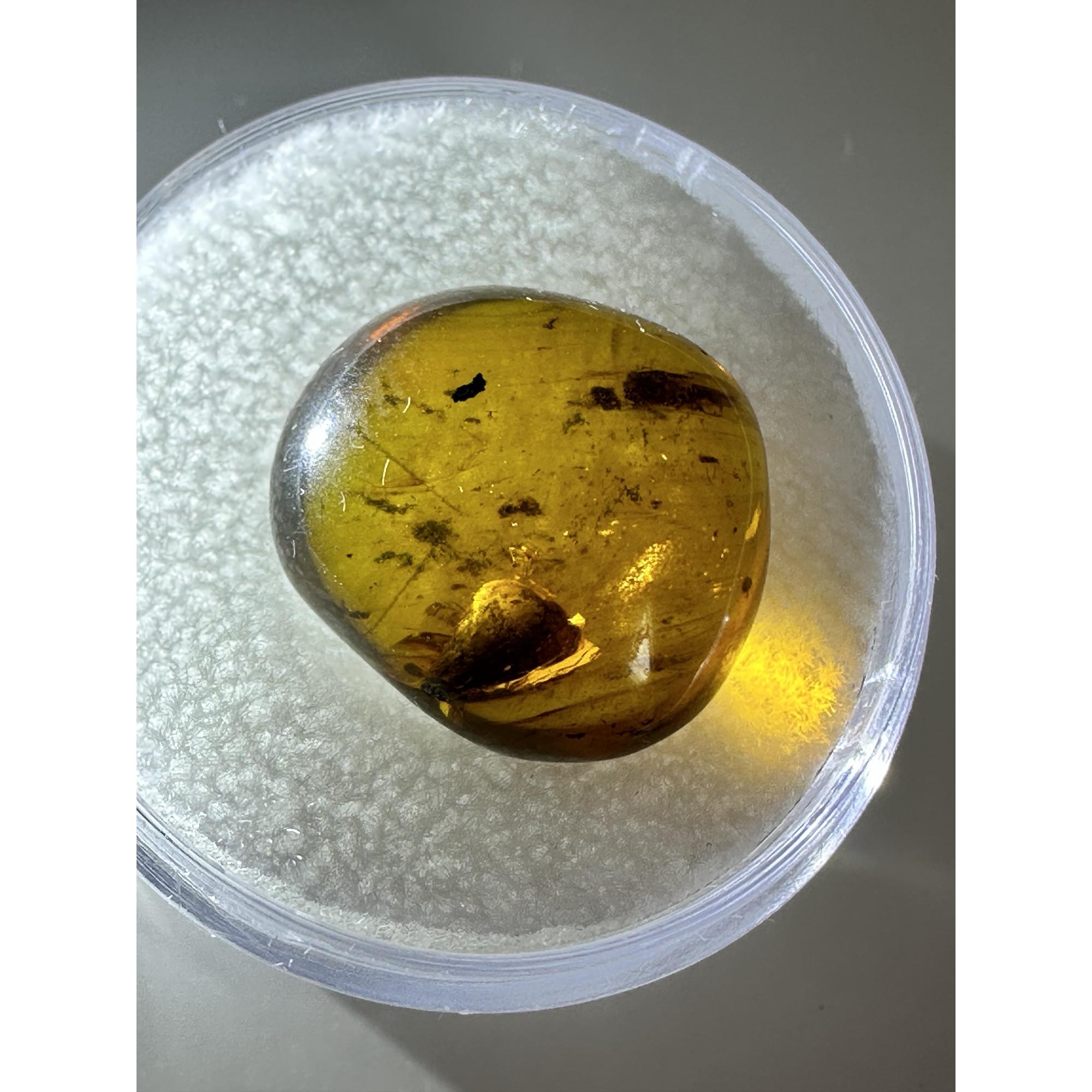 Amber with Bugs , Lithuania Prehistoric Online