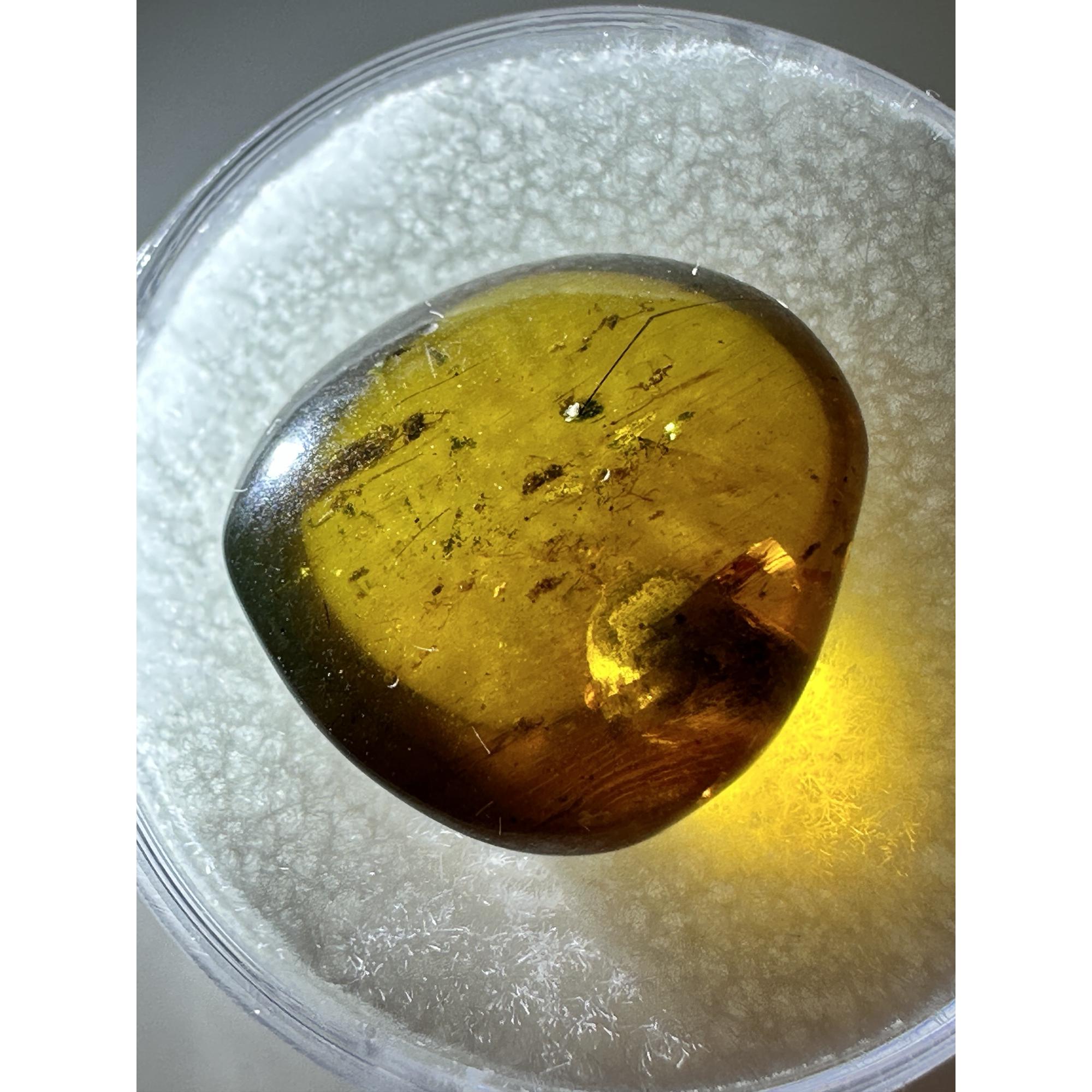 Amber with Bugs , Lithuania Prehistoric Online