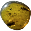 Amber with Bugs , Lithuania Prehistoric Online