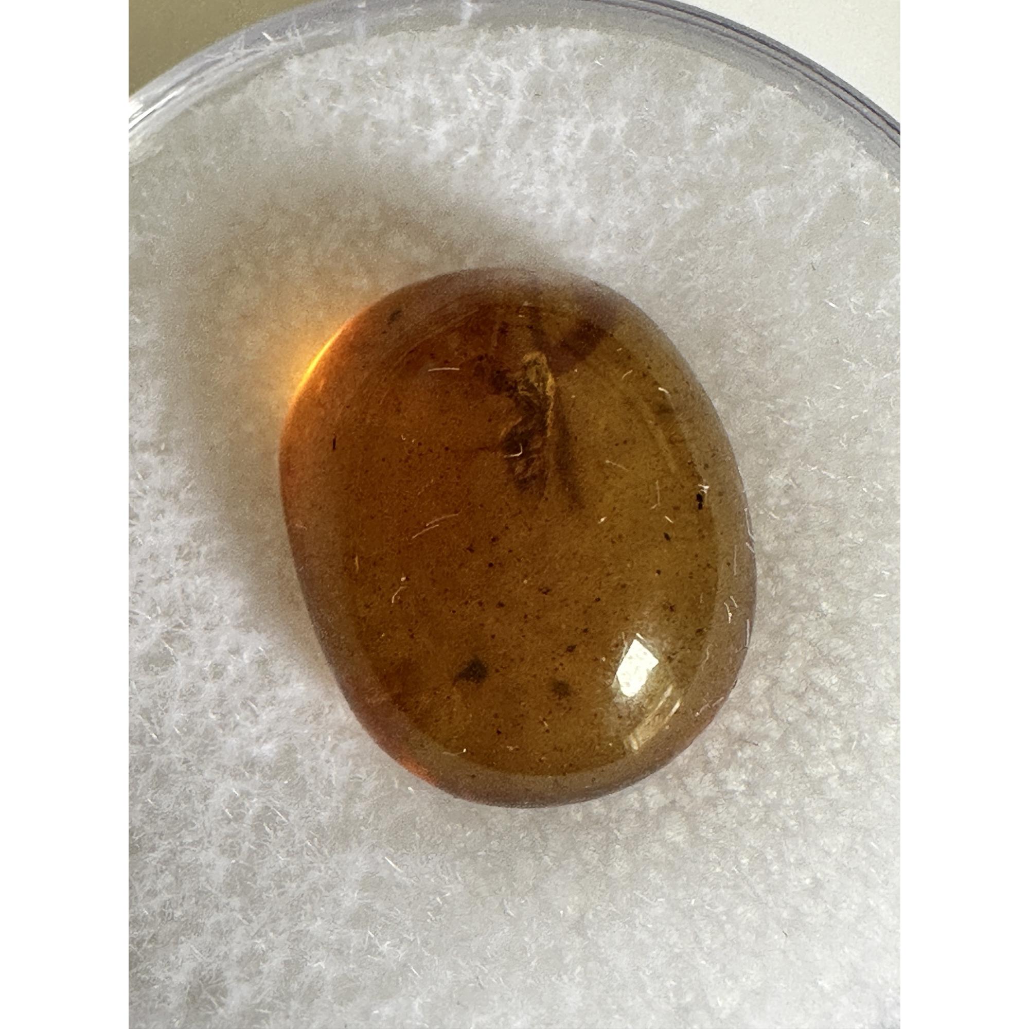 Amber with Bugs , deep honey color Prehistoric Online