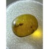 Amber with Bugs , deep honey color Prehistoric Online