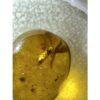 Amber with Bugs , deep honey color Prehistoric Online