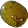 Amber with Bugs , deep honey color Prehistoric Online