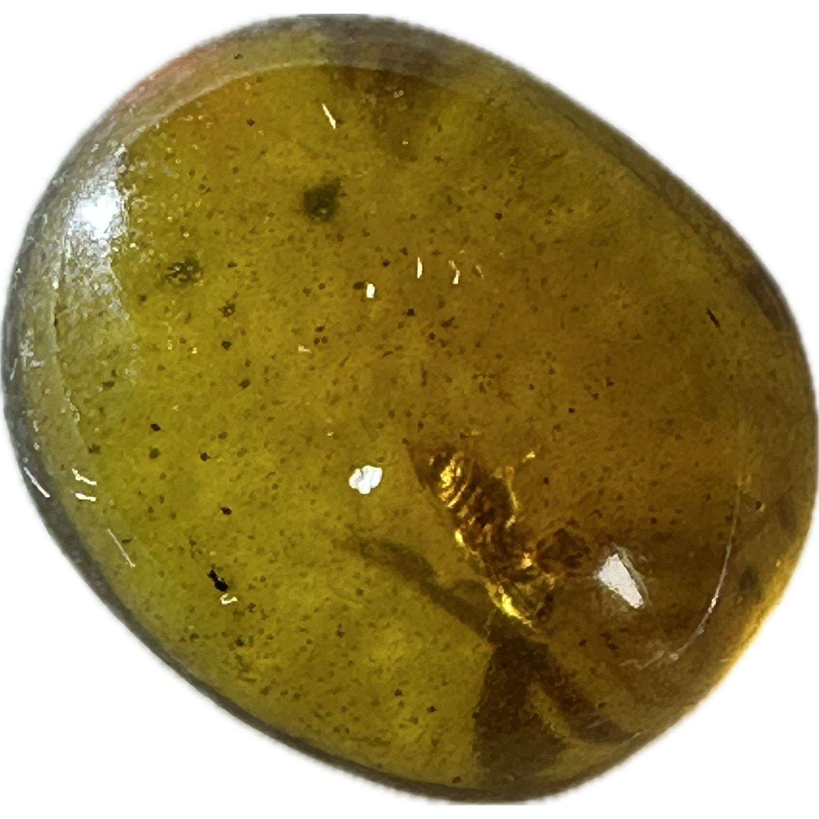 Amber with Bugs , deep honey color Prehistoric Online