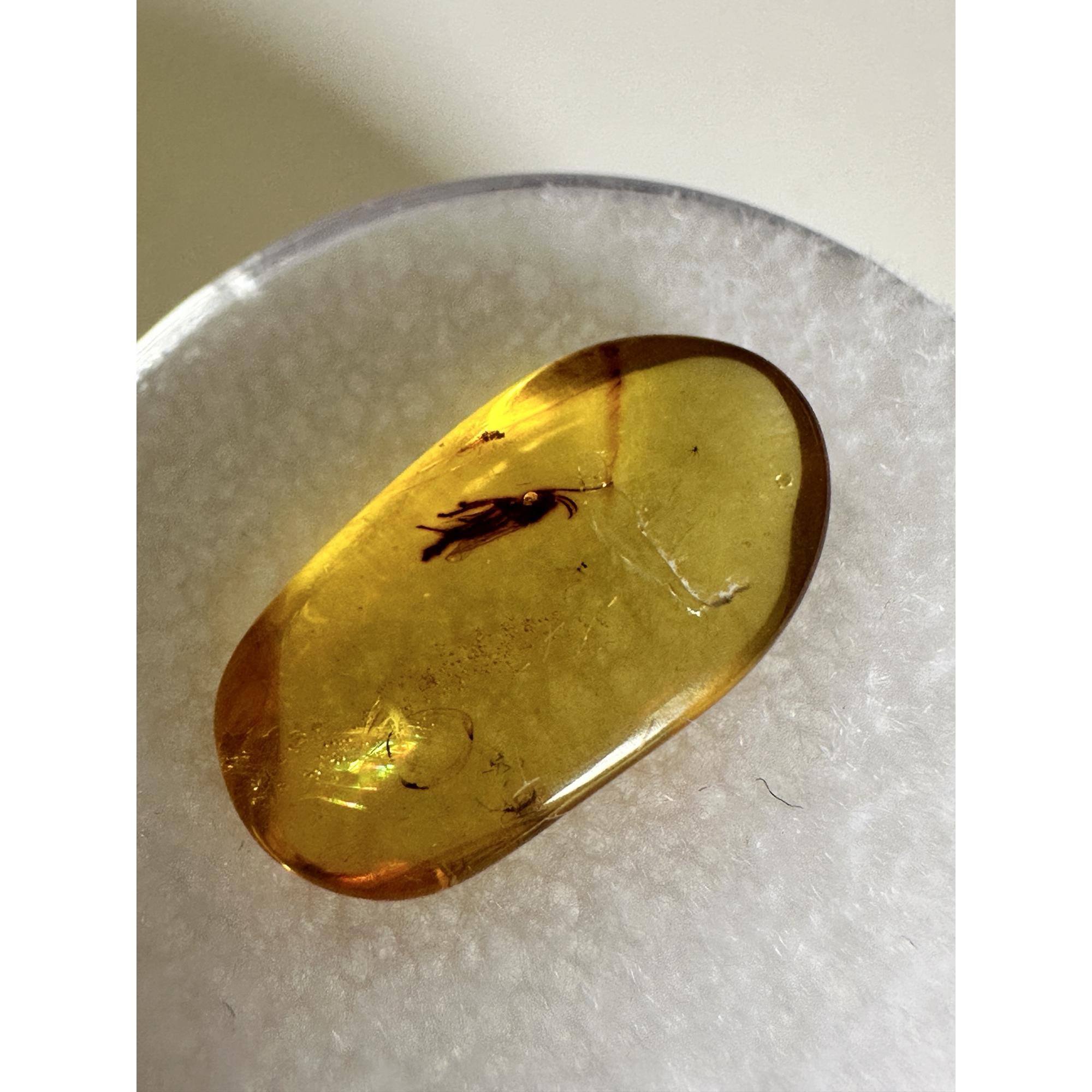 Amber with Bugs , Lithuania Prehistoric Online