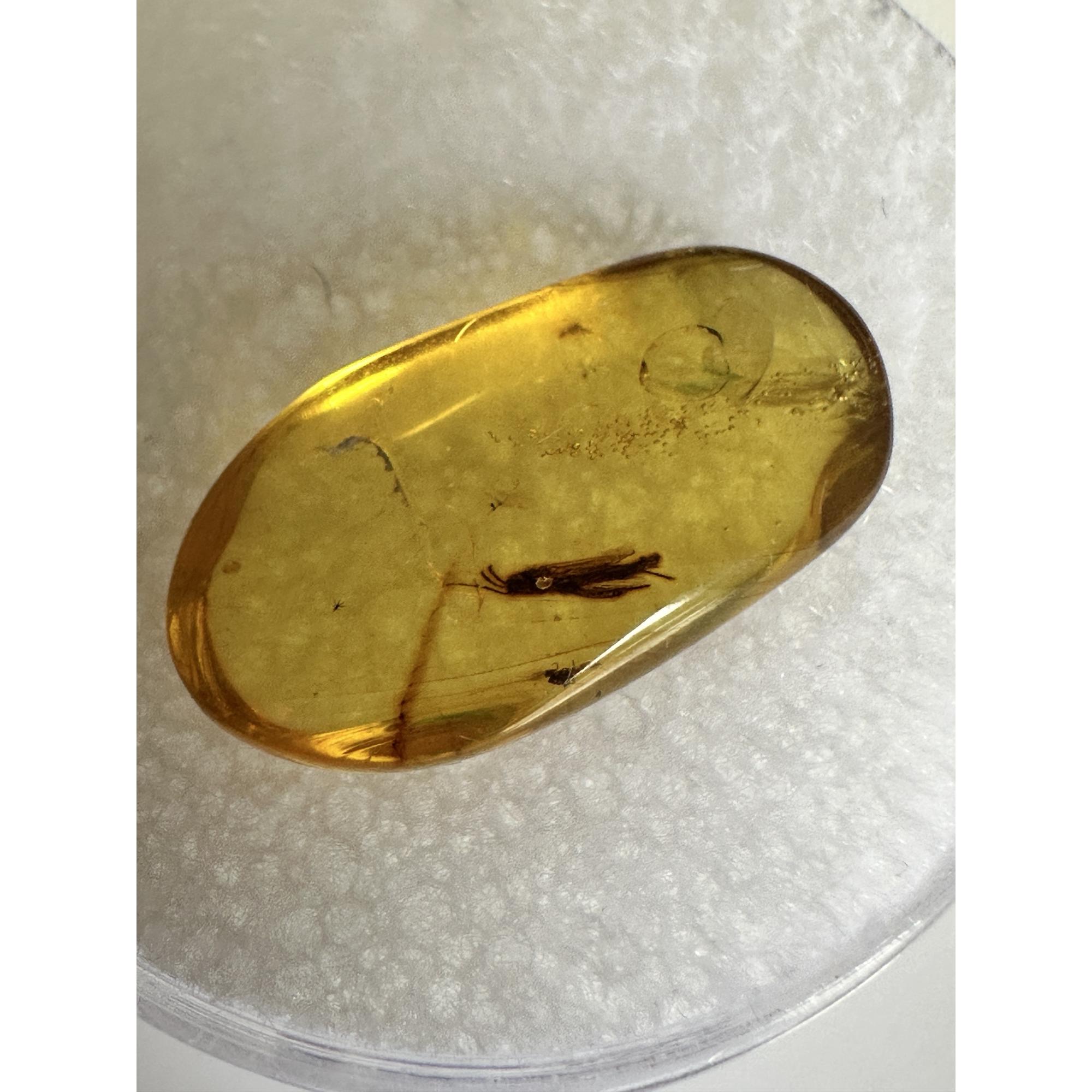 Amber with Bugs , Lithuania Prehistoric Online