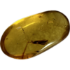 Amber with Bugs , Lithuania Prehistoric Online