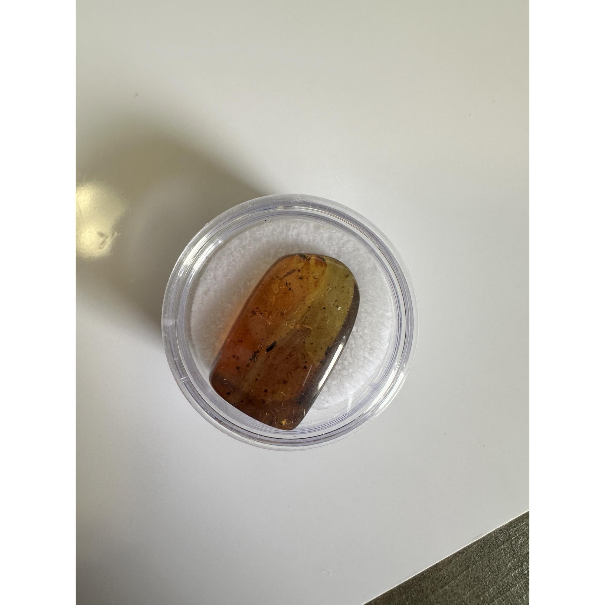 Amber with Bugs , Lithuania Prehistoric Online