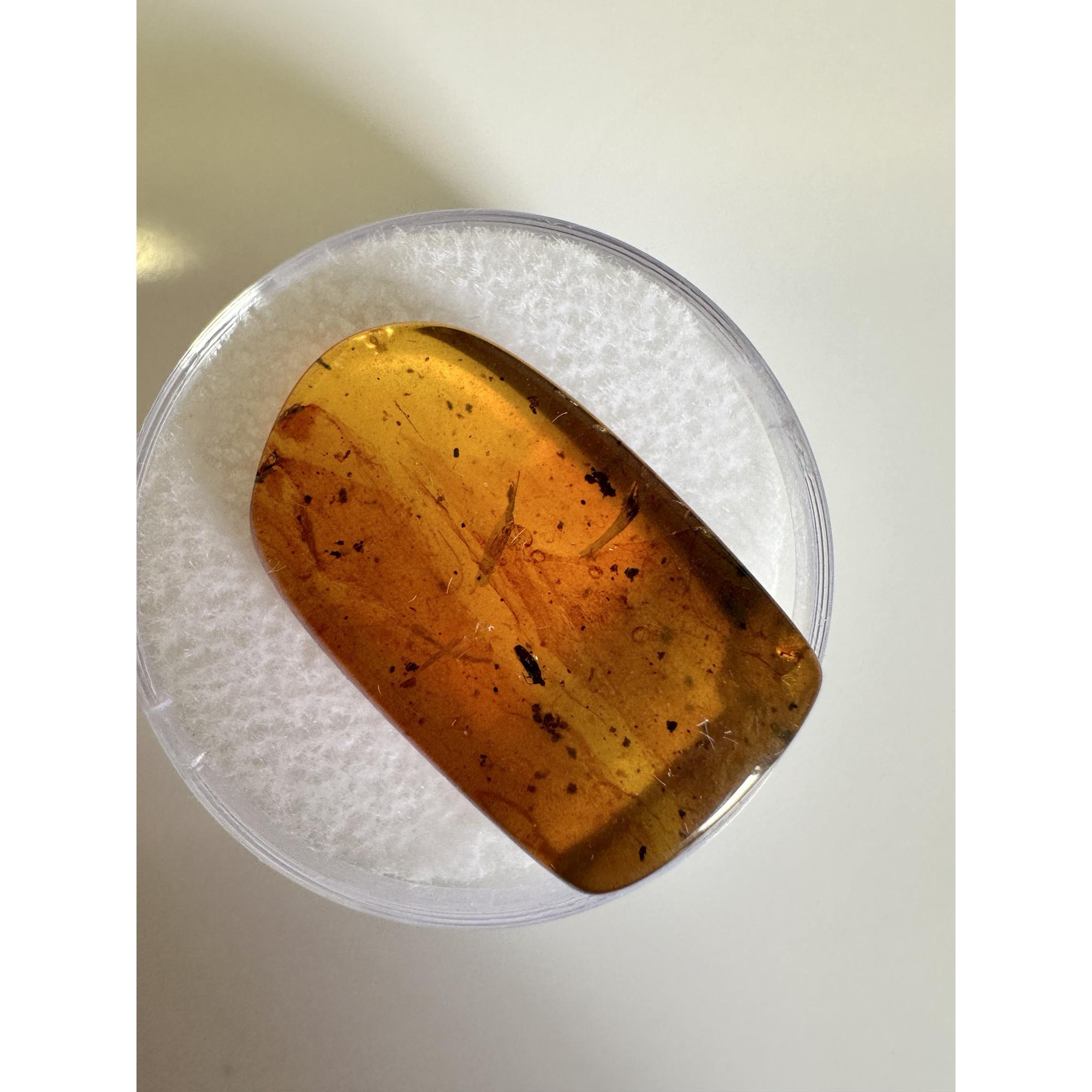 Amber with Bugs , Lithuania Prehistoric Online