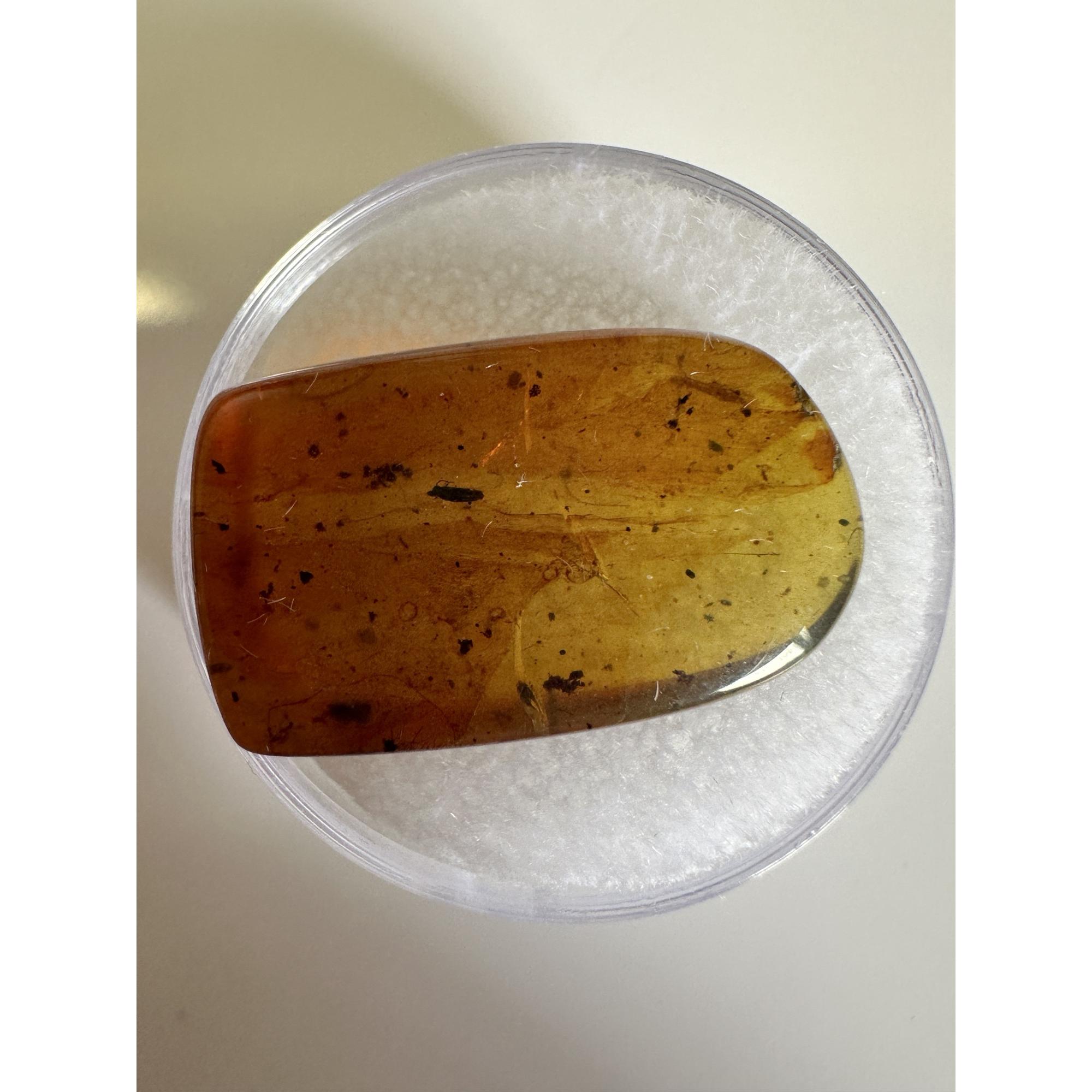 Amber with Bugs , Lithuania Prehistoric Online