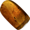 Amber with Bugs , Lithuania Prehistoric Online