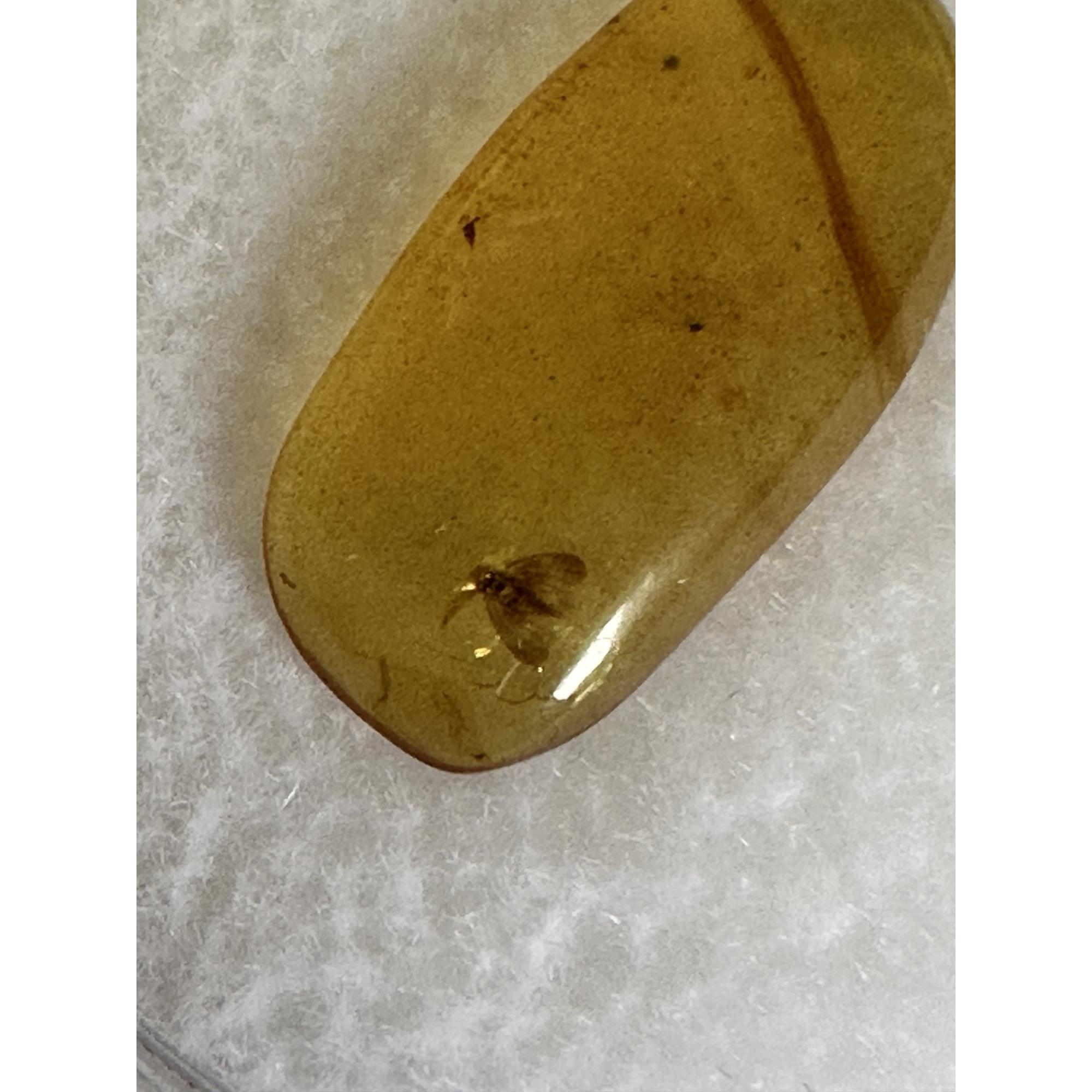 Amber with Bugs , Lithuania Prehistoric Online