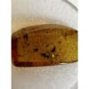 Amber with Bugs , multiple insects Prehistoric Online