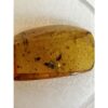 Amber with Bugs , multiple insects Prehistoric Online