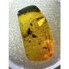 Amber with Bugs , multiple insects Prehistoric Online