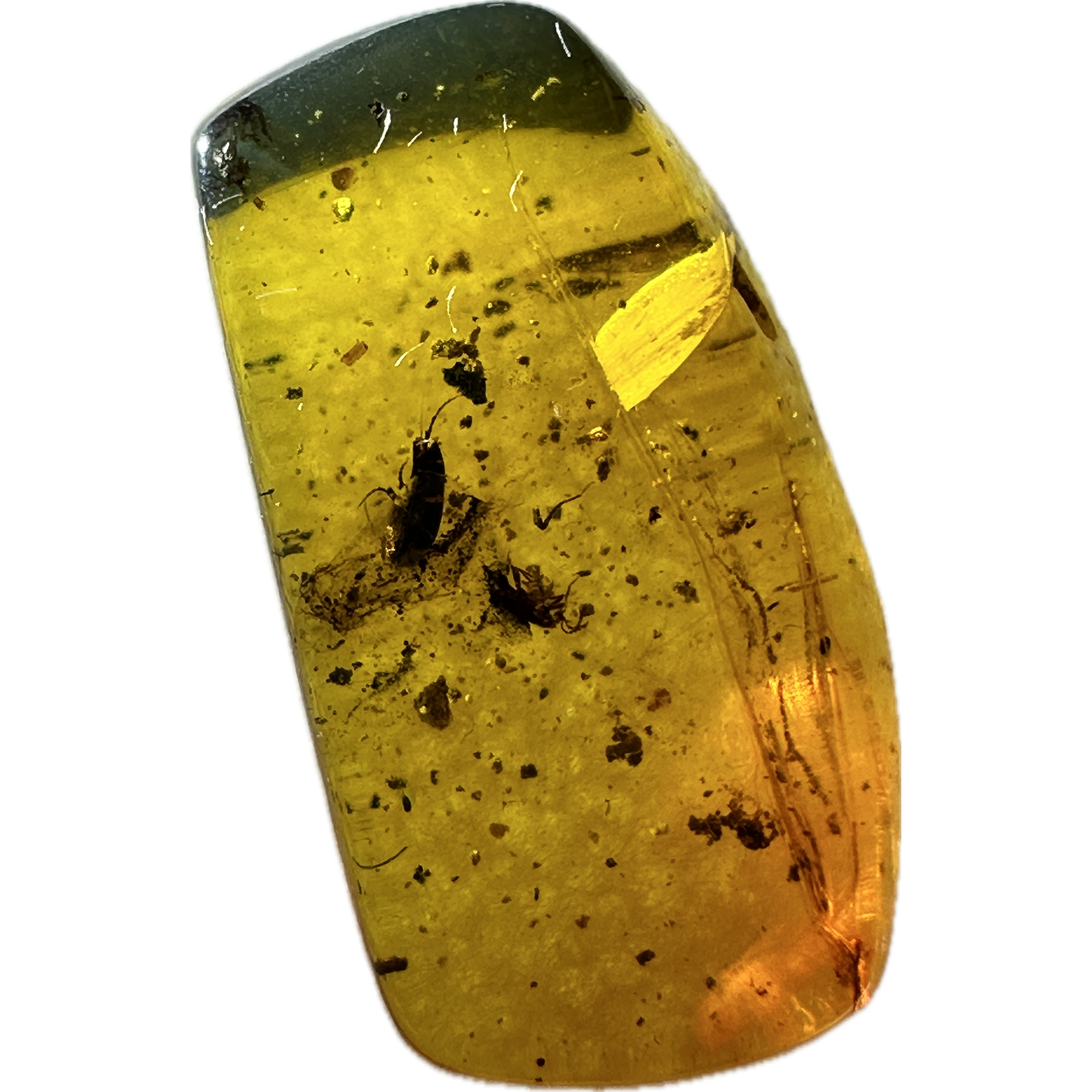 Amber with Bugs , multiple insects Prehistoric Online