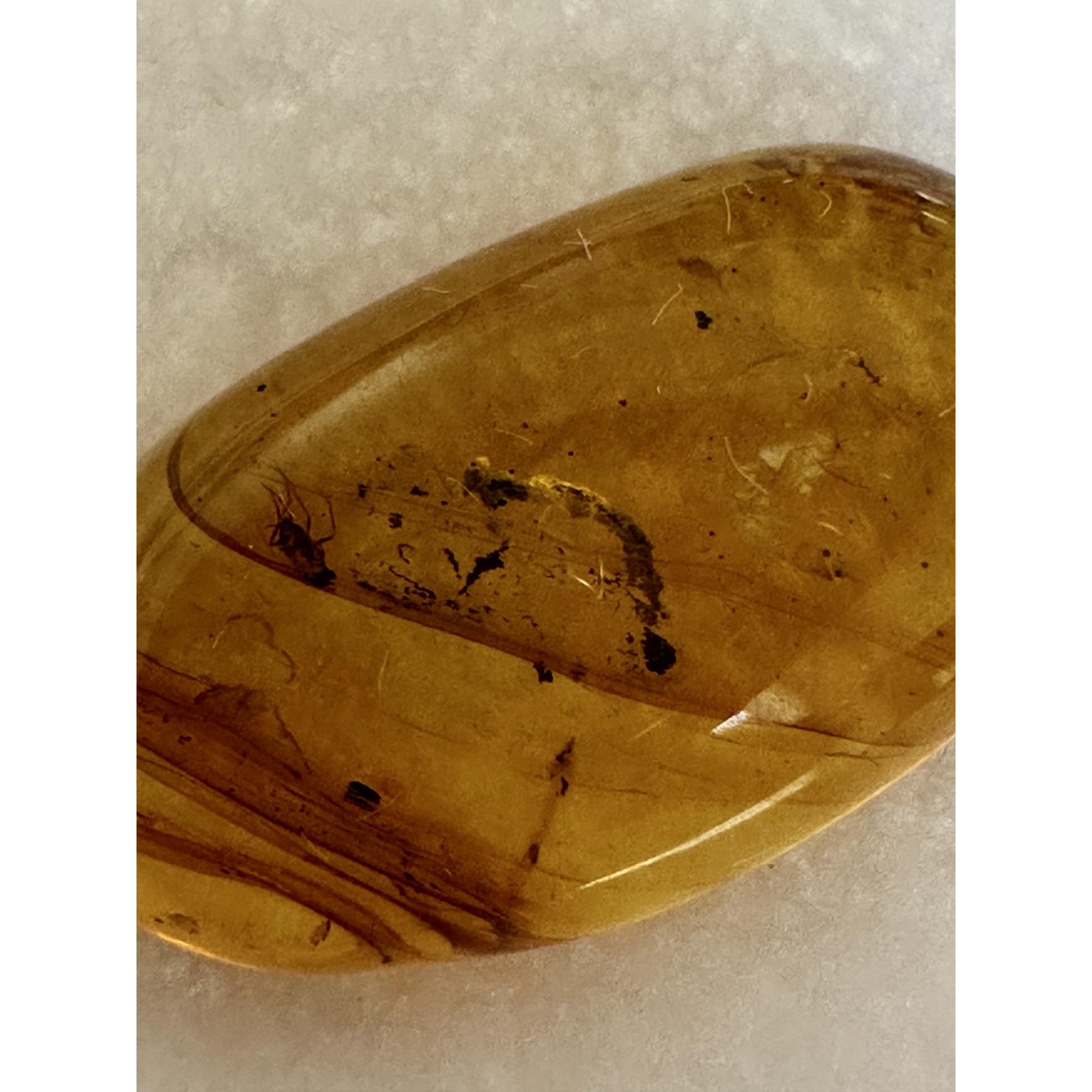 Amber with Bugs , Lithuania Prehistoric Online