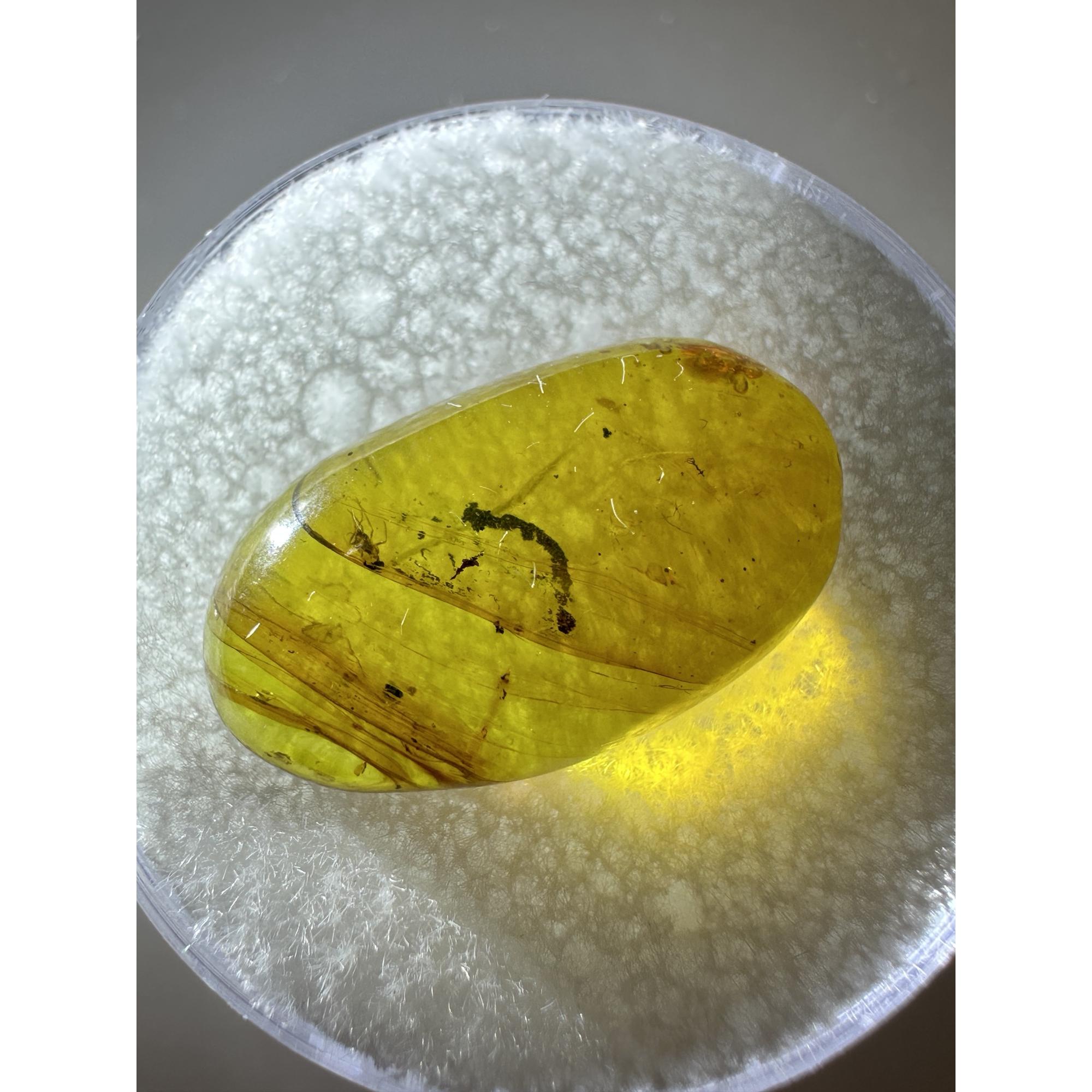 Amber with Bugs , Lithuania Prehistoric Online