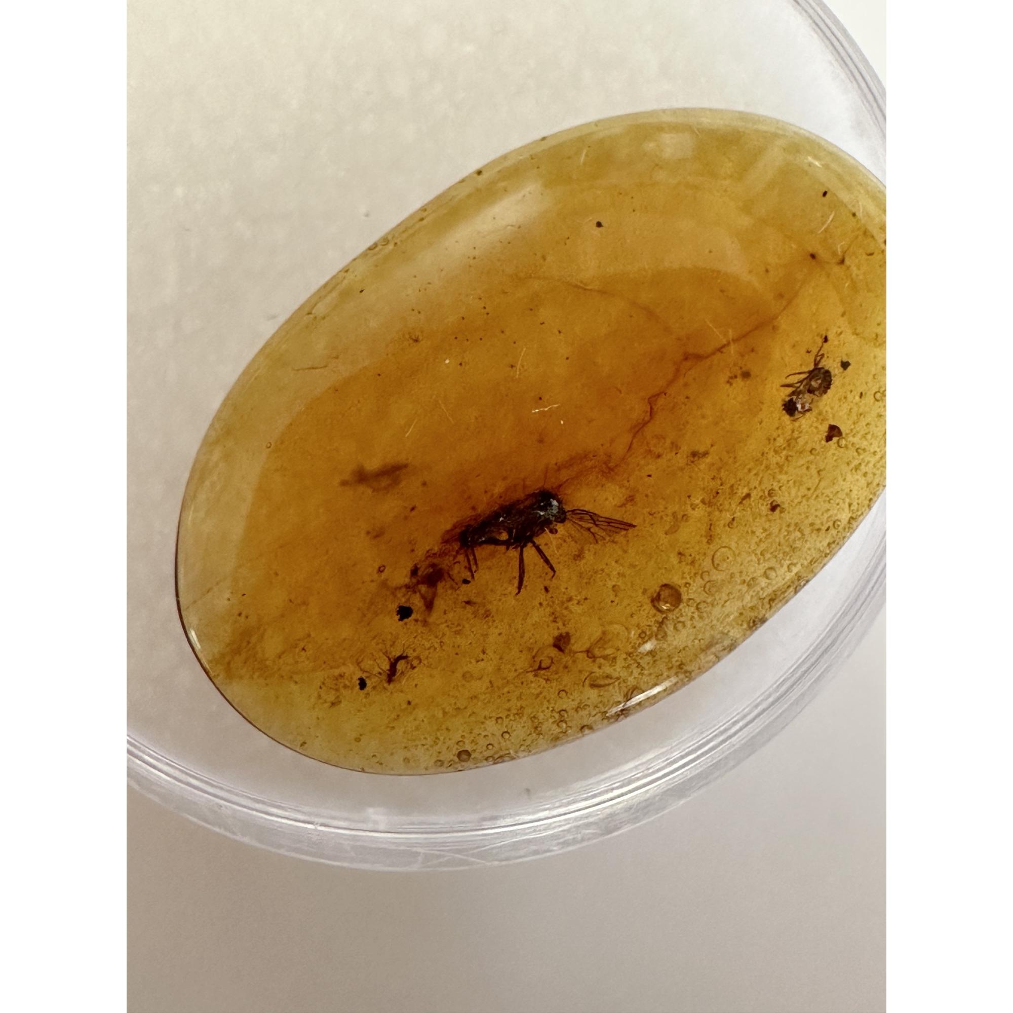 Amber with Bugs , Many insects Prehistoric Online