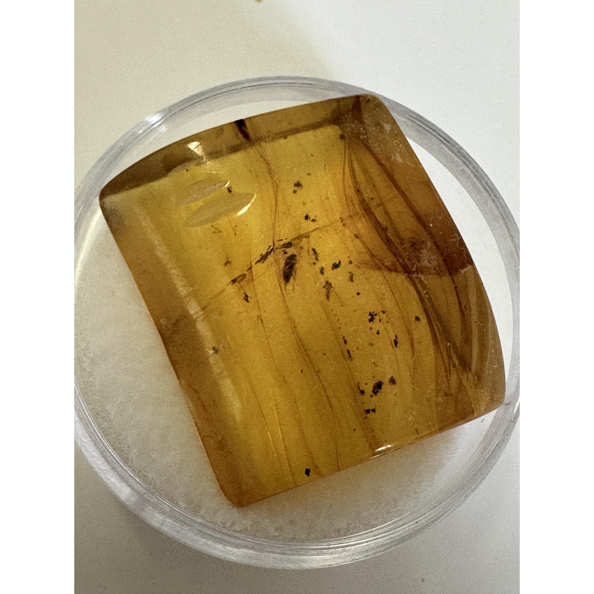 Amber with Bugs , Honey Color Prehistoric Online