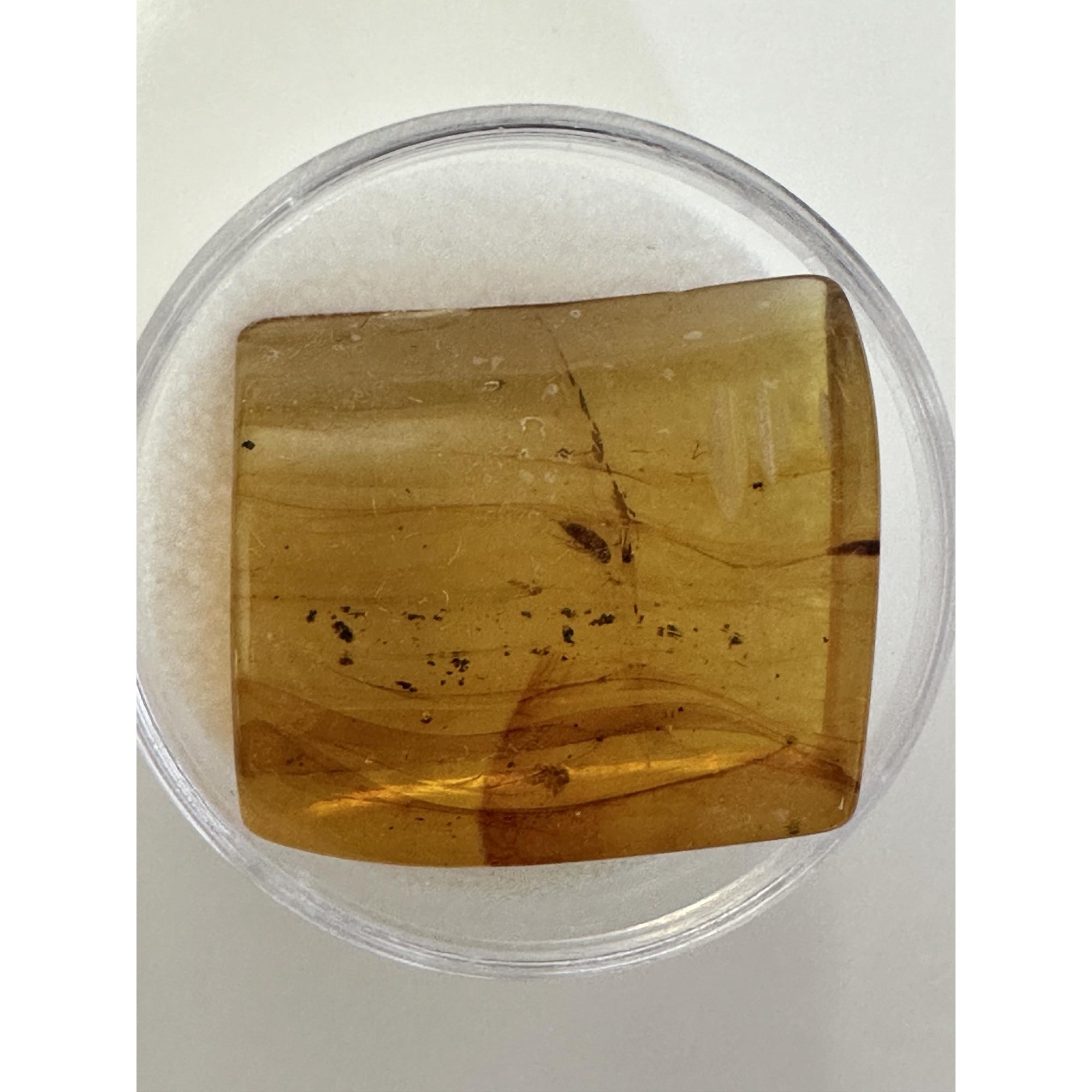 Amber with Bugs , Honey Color Prehistoric Online