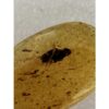 Amber with Bugs , Dark Insect Prehistoric Online