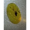 Amber with Bugs , Dark Insect Prehistoric Online