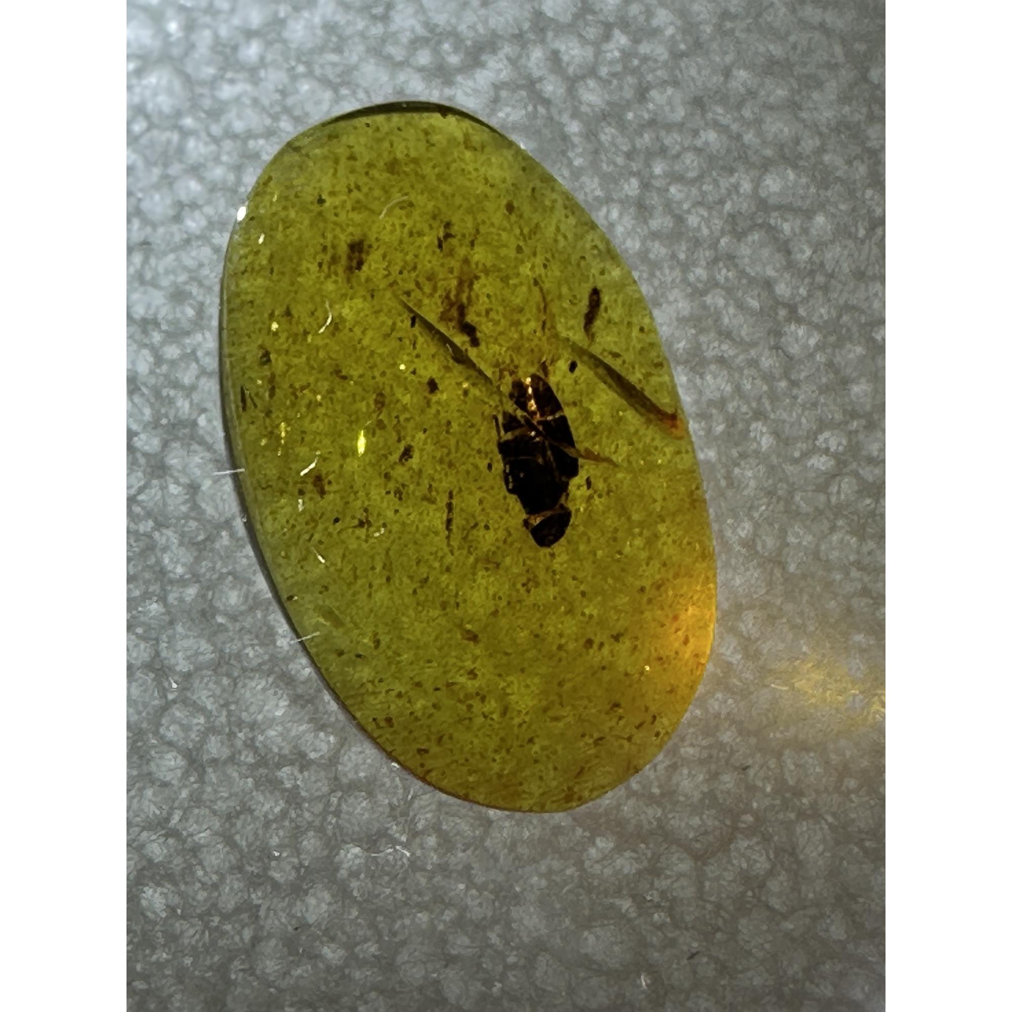 Amber with Bugs , Dark Insect Prehistoric Online