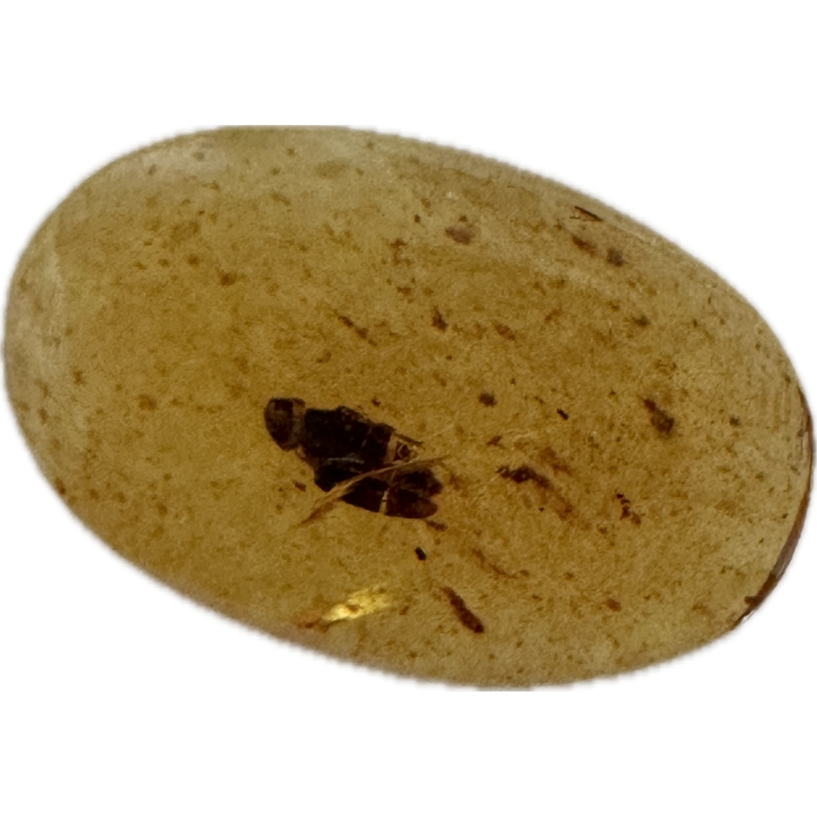 Amber with Bugs , Dark Insect Prehistoric Online