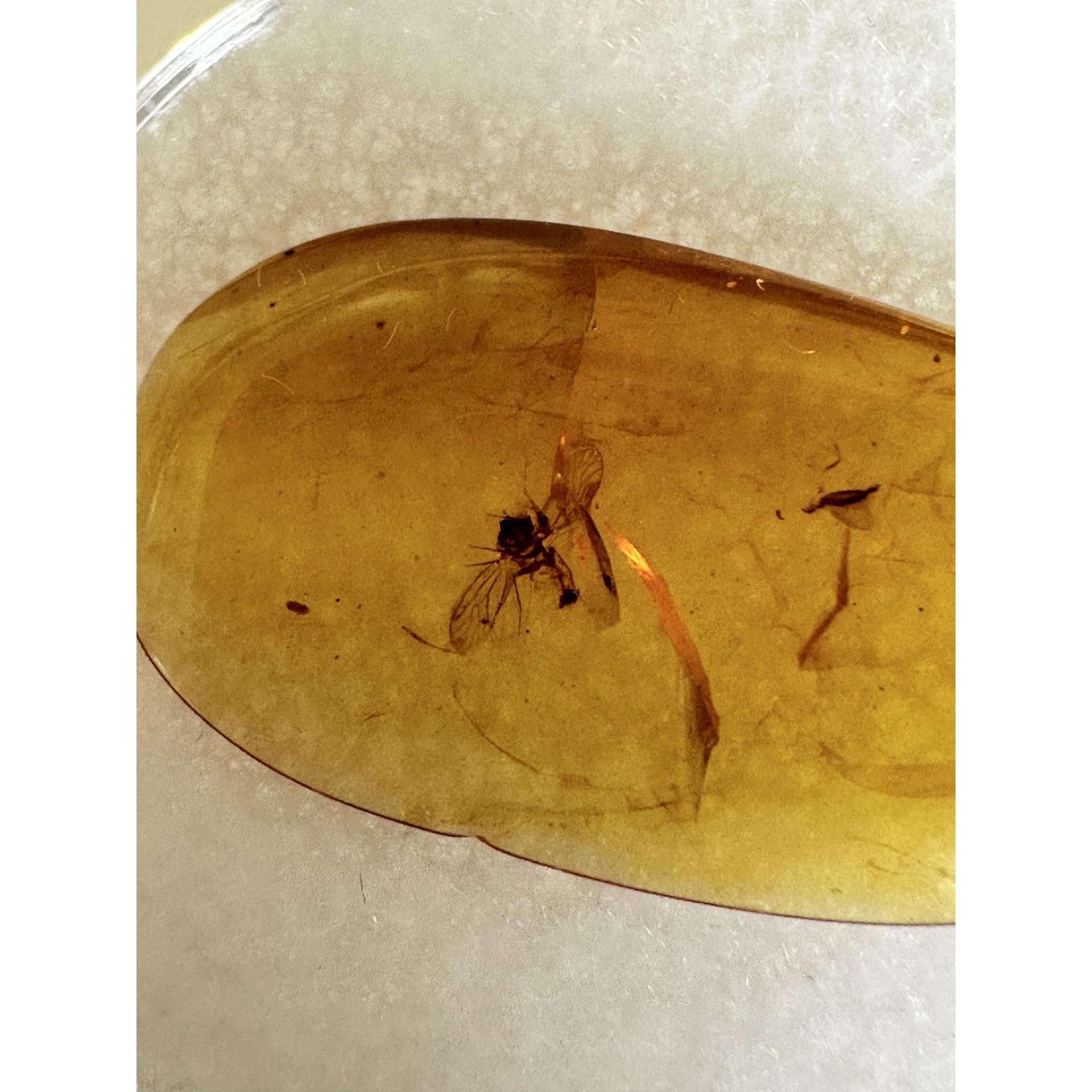 Amber with Bugs , brilliant insect Prehistoric Online