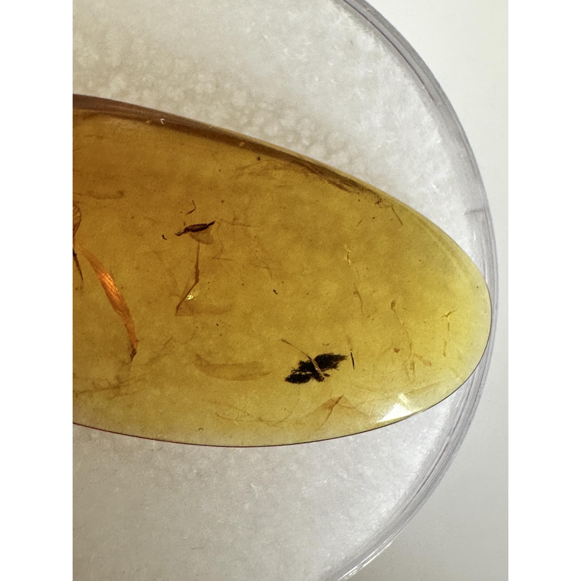 Amber with Bugs , brilliant insect Prehistoric Online