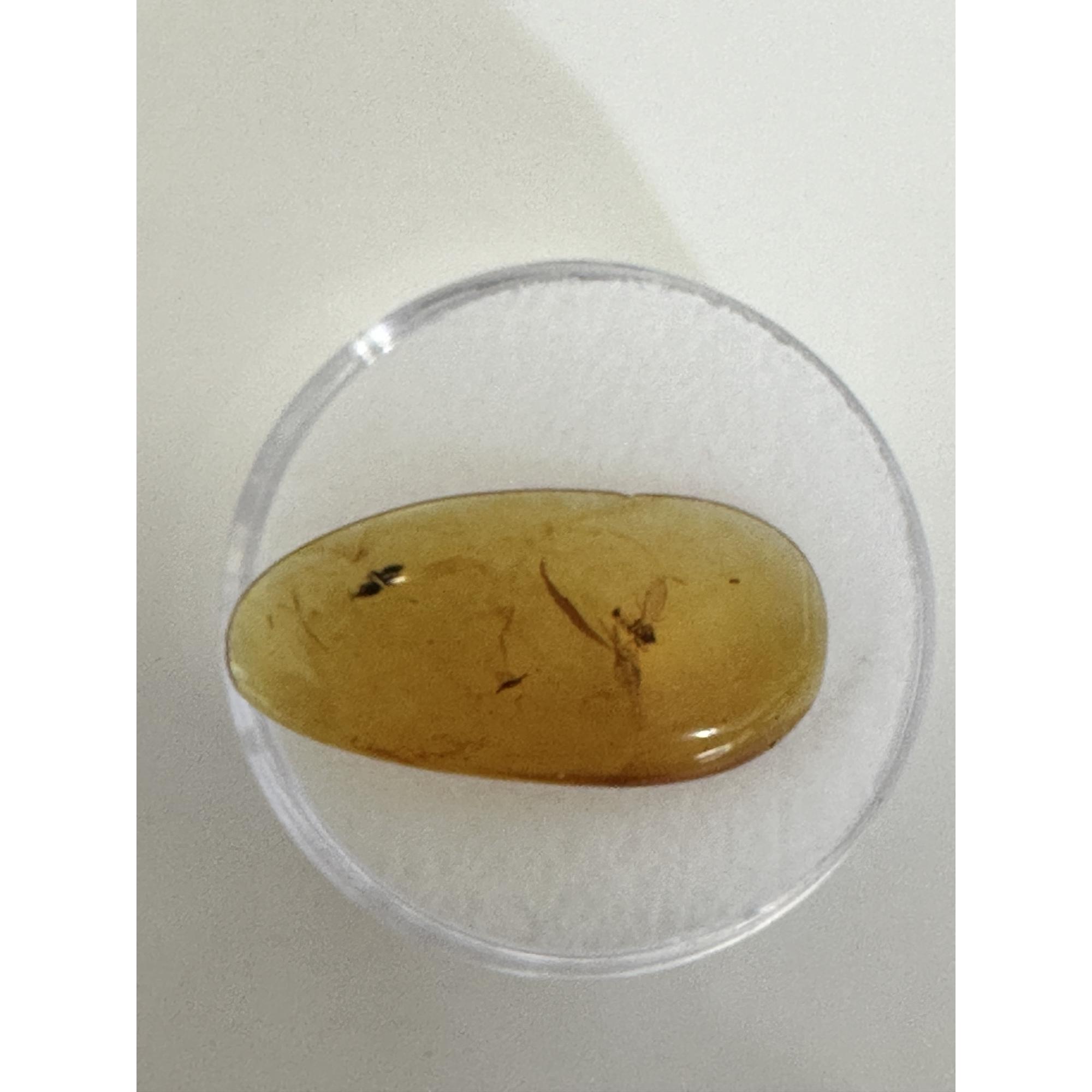 Amber with Bugs , brilliant insect Prehistoric Online