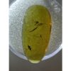 Amber with Bugs , brilliant insect Prehistoric Online