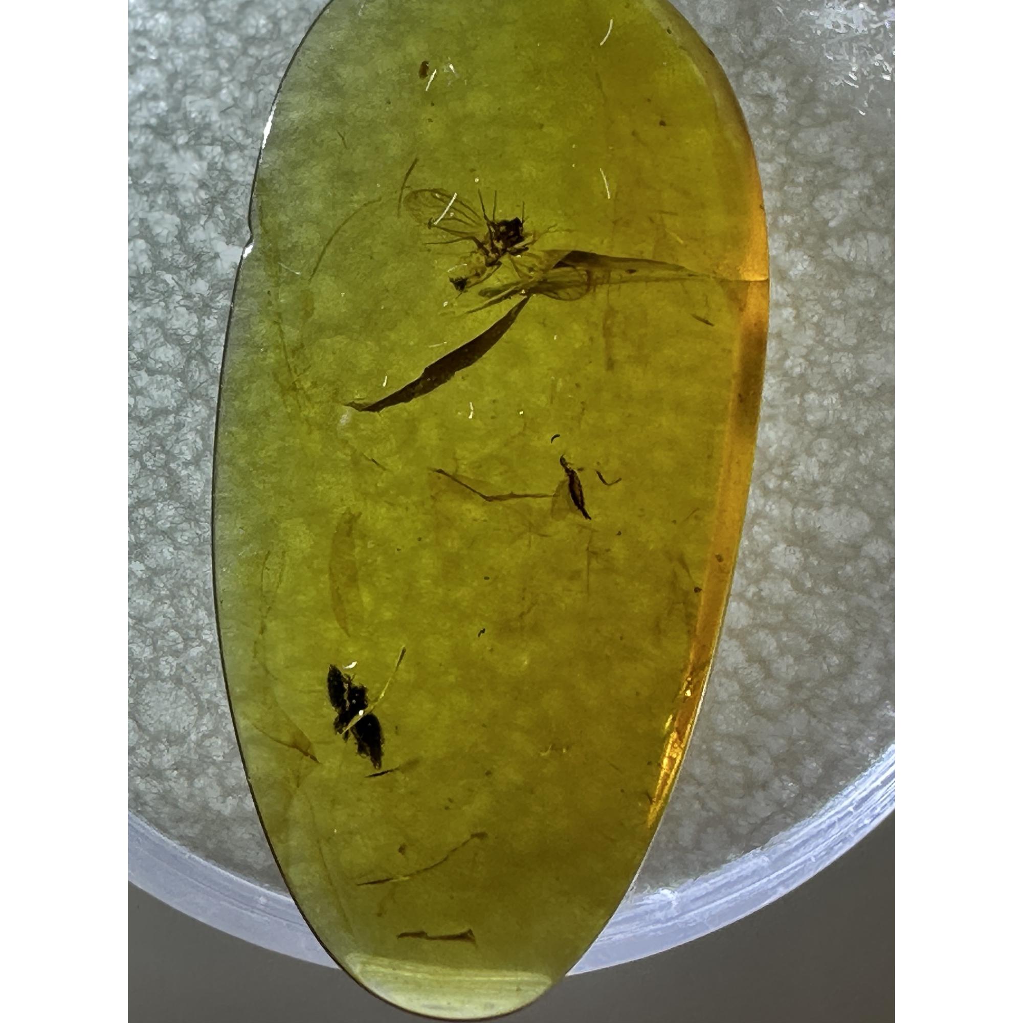 Amber with Bugs , brilliant insect Prehistoric Online