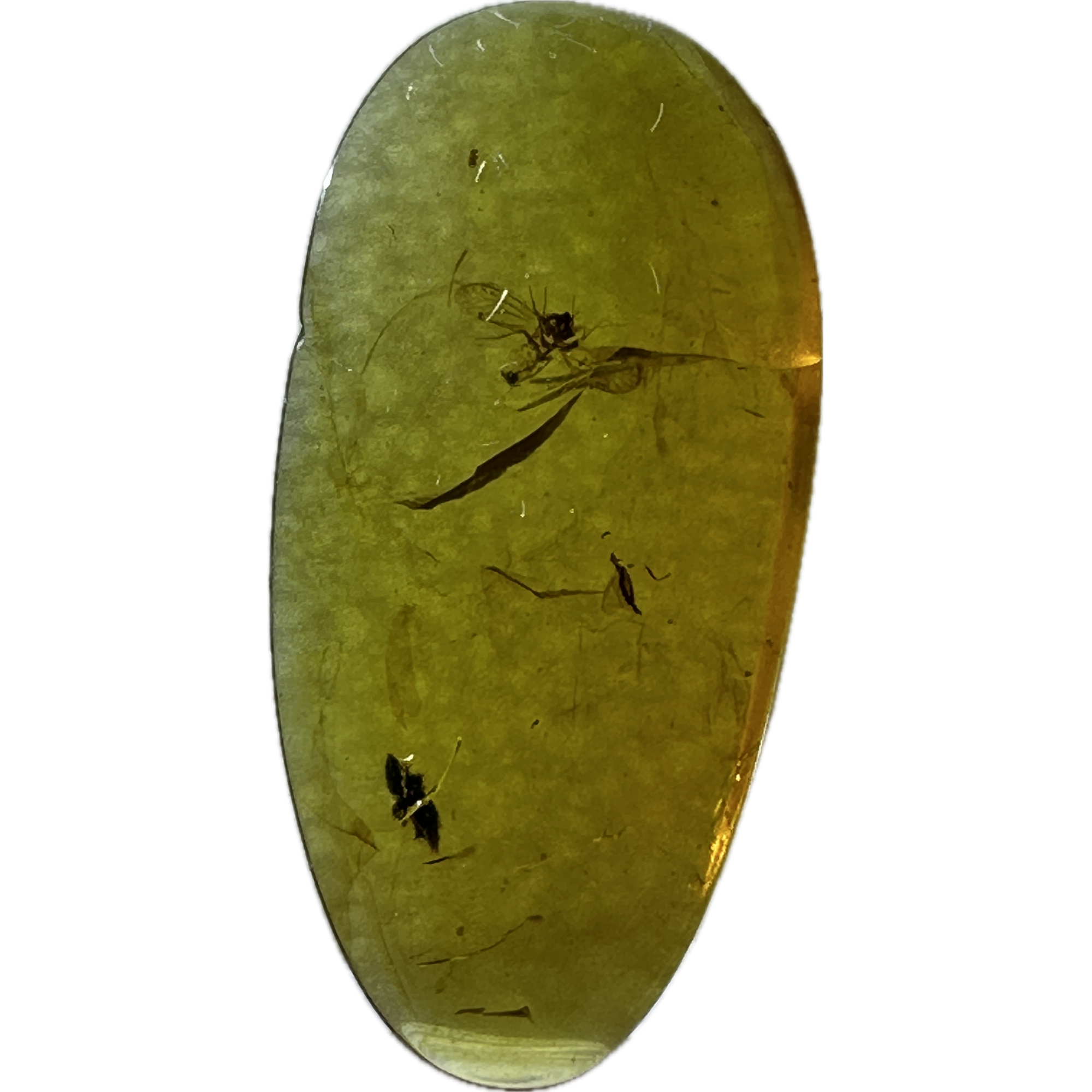 Amber with Bugs , brilliant insect Prehistoric Online