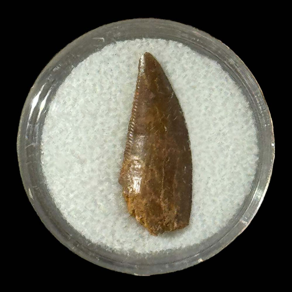 Raptor tooth, riker box display Prehistoric Online