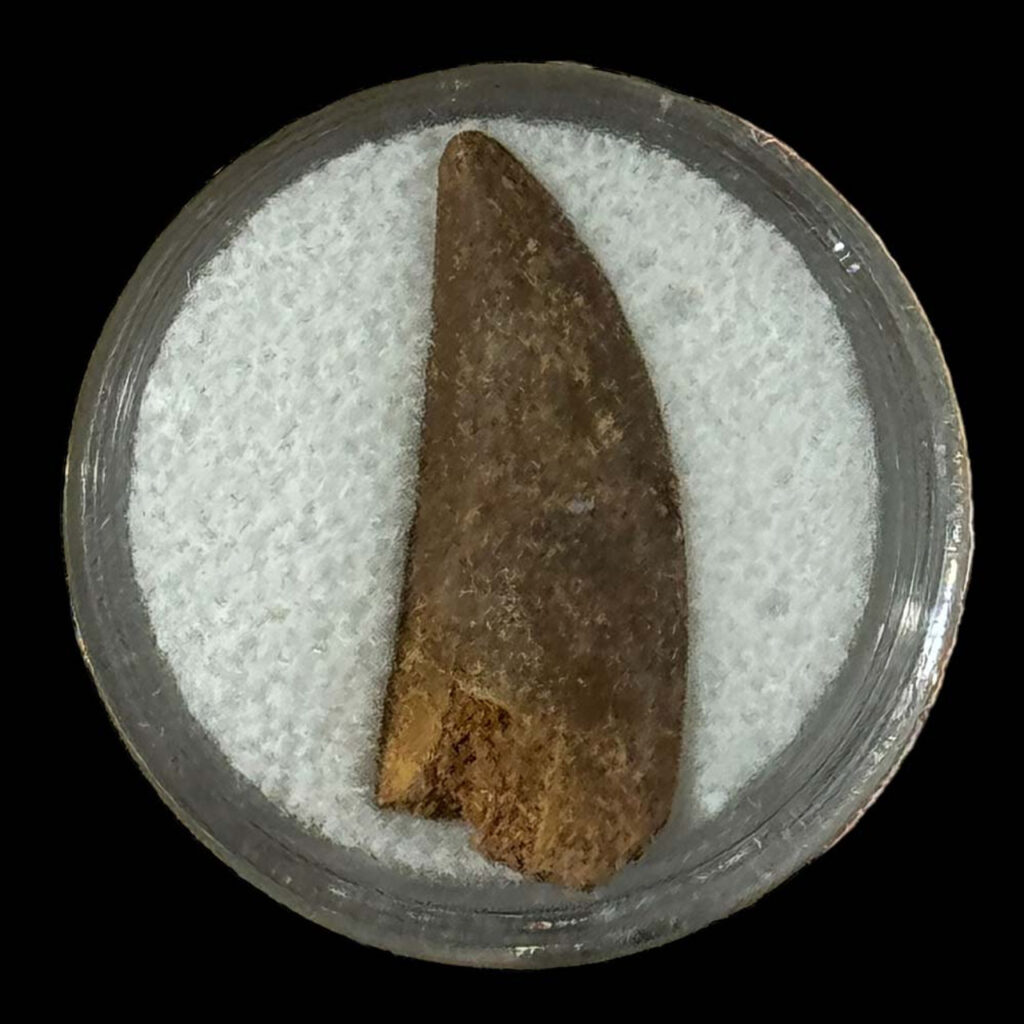 Raptor tooth, riker box display Prehistoric Online