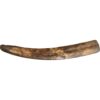 Fossil Walrus Tusk, 6.1 pound Prehistoric Online