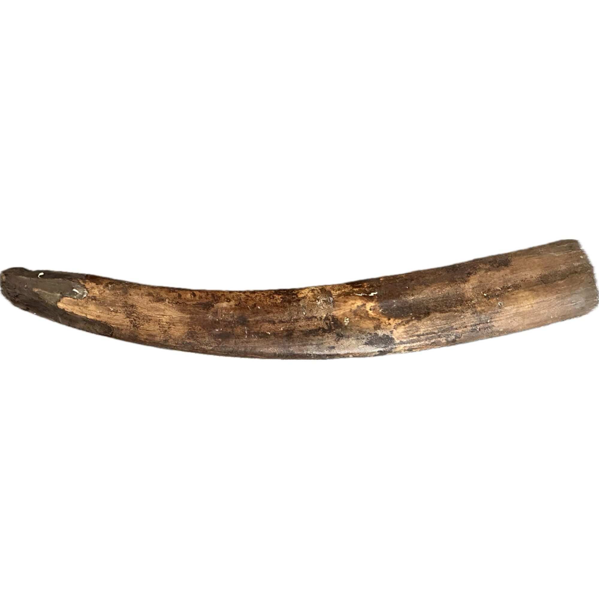 Fossil Walrus Tusk, 6.1 pound Prehistoric Online