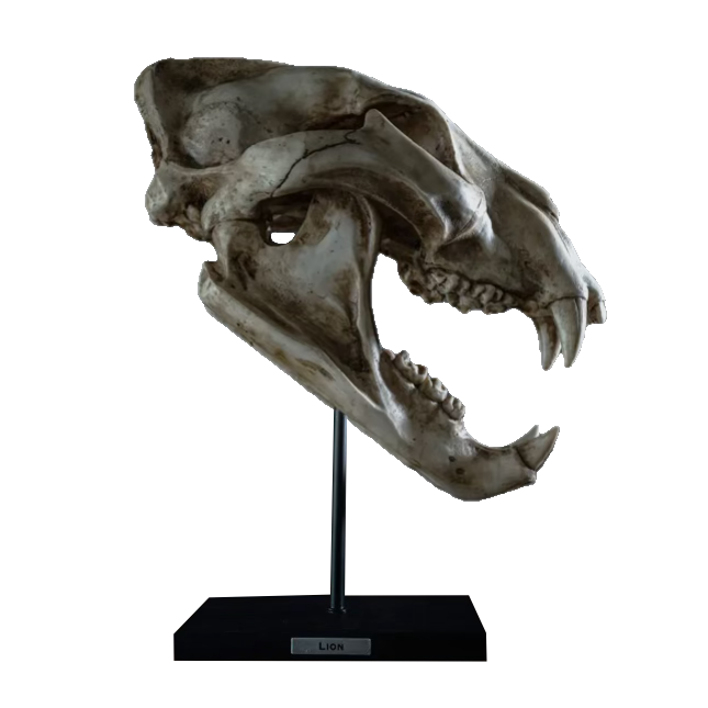 Cave Lion Skull Replica on custom stand Prehistoric Online