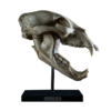 Black Bear Skull Replica on custom stand Prehistoric Online