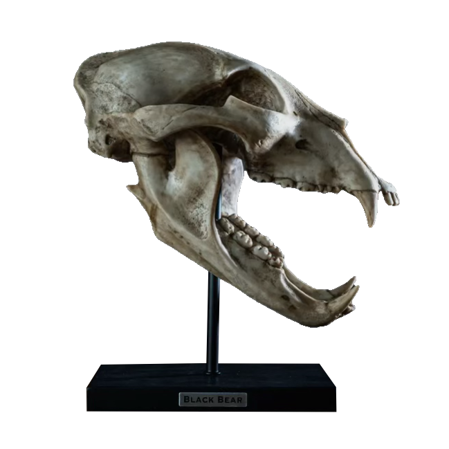 Black Bear Skull Replica on custom stand Prehistoric Online